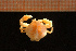  ( - Crust 17655V)  @12 [ ] CreativeCommons - Attribution Non-Commercial Share-Alike (2015) Goteborg Natural History Museum Göteborg Natural History Museum