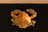  ( - Crust 17657V)  @12 [ ] CreativeCommons - Attribution Non-Commercial Share-Alike (2015) Goteborg Natural History Museum Göteborg Natural History Museum