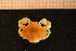  ( - Crust 19112V)  @12 [ ] CreativeCommons - Attribution Non-Commercial Share-Alike (2015) Goteborg Natural History Museum Göteborg Natural History Museum