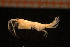  ( - Crust 19118V)  @12 [ ] CreativeCommons - Attribution Non-Commercial Share-Alike (2015) Goteborg Natural History Museum Göteborg Natural History Museum