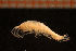  (Ericthonius punctatus - Crust 17709V)  @13 [ ] CreativeCommons - Attribution Non-Commercial Share-Alike (2015) Goteborg Natural History Museum Göteborg Natural History Museum