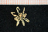 ( - Pycno 115V)  @11 [ ] CreativeCommons - Attribution Non-Commercial Share-Alike (2015) Goteborg Natural History Museum Göteborg Natural History Museum