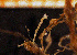  ( - Hydrozoa 1525V)  @11 [ ] CreativeCommons - Attribution Non-Commercial Share-Alike (2015) Goteborg Natural History Museum Göteborg Natural History Museum