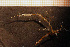 ( - Hydrozoa 1674V)  @11 [ ] CreativeCommons - Attribution Non-Commercial Share-Alike (2015) Goteborg Natural History Museum Göteborg Natural History Museum