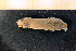  (Synarachnactis - Anthozoa 1106V)  @11 [ ] CreativeCommons - Attribution Non-Commercial Share-Alike (2015) Goteborg Natural History Museum Göteborg Natural History Museum