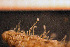  ( - Hydrozoa 1588V)  @11 [ ] CreativeCommons - Attribution Non-Commercial Share-Alike (2015) Goteborg Natural History Museum Göteborg Natural History Museum