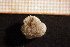  ( - Anthozoa 1468V)  @11 [ ] CreativeCommons - Attribution Non-Commercial Share-Alike (2015) Goteborg Natural History Museum Göteborg Natural History Museum