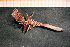  ( - Anthozoa 1255V)  @11 [ ] CreativeCommons - Attribution Non-Commercial Share-Alike (2015) Goteborg Natural History Museum Göteborg Natural History Museum