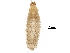  ( - BIOUG27705-G01)  @12 [ ] CreativeCommons - Attribution (2016) CBG Photography Group Centre for Biodiversity Genomics