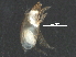  (Neocunaxoides - BIOUG27742-E01)  @14 [ ] CreativeCommons - Attribution (2016) CBG Photography Group Centre for Biodiversity Genomics