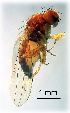  ( - 2022.05.17 Hirtodrosophila cameraria (Dro12))  @11 [ ] CreativeCommons - Attribution Share-Alike (2025) Unspecified University of Lausanne