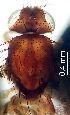  ( - 2022.05.17 Hirtodrosophila cameraria (Dro12))  @11 [ ] CreativeCommons - Attribution Share-Alike (2025) Unspecified University of Lausanne