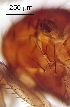  ( - 2022.05.17 Hirtodrosophila cameraria (Dro12))  @11 [ ] CreativeCommons - Attribution Share-Alike (2025) Unspecified University of Lausanne