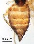  ( - 2022.05.17 Hirtodrosophila cameraria (Dro12))  @11 [ ] CreativeCommons - Attribution Share-Alike (2025) Unspecified University of Lausanne