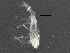  ( - BIOUG27292-A08)  @13 [ ] CreativeCommons - Attribution (2016) CBG Photography Group Centre for Biodiversity Genomics