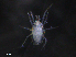  ( - BIOUG26317-H11)  @11 [ ] CreativeCommons - Attribution (2019) CBG Photography Group Centre for Biodiversity Genomics