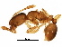  (Solenopsis molesta - BIOUG26318-E02)  @14 [ ] CreativeCommons - Attribution (2016) CBG Photography Group Centre for Biodiversity Genomics