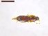  ( - SWOB006)  @11 [ ] Copyright (2019) Julia Mlynarek AAFC