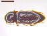  ( - SWOB010)  @11 [ ] Copyright (2019) Julia Mlynarek AAFC