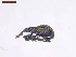  ( - SWOB021)  @11 [ ] Copyright (2019) Julia Mlynarek AAFC