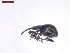  ( - SWOB036)  @11 [ ] Copyright (2019) Julia Mlynarek AAFC