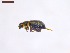  ( - SWOB103)  @11 [ ] Copyright (2019) Julia Mlynarek AAFC