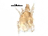  (Cunaxidae - BIOUG27449-H06)  @14 [ ] CreativeCommons - Attribution (2016) CBG Photography Group Centre for Biodiversity Genomics