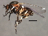  ( - 09PROBE-01584_prey1)  @13 [ ] CreativeCommons - Attribution (2009) Unspecified Centre for Biodiversity Genomics