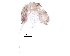  (Caecidotea communis - BIOUG36458-B08)  @11 [ ] CreativeCommons - Attribution (2018) CBG Photography Group Centre for Biodiversity Genomics