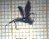  (Ichneumon veo - sc_05117)  @13 [ ] CreativeCommons - Attribution Non-Commercial Share-Alike (2014) Sylvain Charlat Laboratoire de Biométrie et Biologie évolutive, CNRS, Université Lyon 1