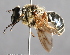  (Sphecomyia aino - CNC Diptera 224813)  @14 [ ] CreativeCommons - Attribution Non-Commercial Share-Alike (2014) Jeffrey H. Skevington Agriculture and Agri-Food Canada