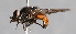  ( - CNC Diptera 224819)  @14 [ ] CreativeCommons - Attribution Non-Commercial Share-Alike (2014) Jeffrey H. Skevington Agriculture and Agri-Food Canada