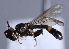  ( - CNC Diptera 224934)  @13 [ ] CreativeCommons - Attribution Non-Commercial Share-Alike (2014) Jeffrey H. Skevington Agriculture and Agri-Food Canada
