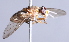  ( - CNC Diptera 224957)  @13 [ ] CreativeCommons - Attribution Non-Commercial Share-Alike (2014) Jeffrey H. Skevington Agriculture and Agri-Food Canada