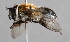  ( - CNC Diptera 226691)  @14 [ ] CreativeCommons - Attribution Non-Commercial Share-Alike (2014) Jeffrey H. Skevington Agriculture and Agri-Food Canada