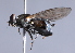  ( - CNC Diptera 226806)  @13 [ ] CreativeCommons - Attribution Non-Commercial Share-Alike (2014) Jeffrey H. Skevington Agriculture and Agri-Food Canada