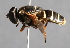  ( - CNC Diptera 226886)  @11 [ ] CreativeCommons - Attribution Non-Commercial Share-Alike (2014) Jeffrey H. Skevington Agriculture and Agri-Food Canada
