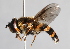  (Eriozona erratica - CNC Diptera 226899)  @15 [ ] CreativeCommons - Attribution Non-Commercial Share-Alike (2014) Jeffrey H. Skevington Agriculture and Agri-Food Canada