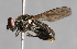  ( - CNC Diptera 226912)  @13 [ ] CreativeCommons - Attribution Non-Commercial Share-Alike (2014) Jeffrey H. Skevington Agriculture and Agri-Food Canada