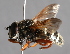  ( - CNC Diptera 226930)  @13 [ ] CreativeCommons - Attribution Non-Commercial Share-Alike (2014) Jeffrey H. Skevington Agriculture and Agri-Food Canada