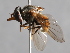  ( - CNC Diptera 226973)  @13 [ ] CreativeCommons - Attribution Non-Commercial Share-Alike (2014) Jeffrey H. Skevington Agriculture and Agri-Food Canada