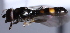  ( - CNC Diptera 226988)  @12 [ ] CreativeCommons - Attribution Non-Commercial Share-Alike (2014) Jeffrey H. Skevington Agriculture and Agri-Food Canada