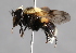 ( - CNC Diptera 226999)  @13 [ ] CreativeCommons - Attribution Non-Commercial Share-Alike (2014) Jeffrey H. Skevington Agriculture and Agri-Food Canada