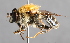  (Criorhina ussuriana - CNC Diptera 229432)  @14 [ ] CreativeCommons - Attribution Non-Commercial Share-Alike (2014) Jeffrey H. Skevington Agriculture and Agri-Food Canada