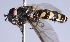  ( - CNC Diptera 229447)  @13 [ ] CreativeCommons - Attribution Non-Commercial Share-Alike (2014) Jeffrey H. Skevington Agriculture and Agri-Food Canada