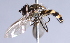  ( - CNC Diptera 229451)  @12 [ ] CreativeCommons - Attribution Non-Commercial Share-Alike (2014) Jeffrey H. Skevington Agriculture and Agri-Food Canada