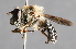  ( - CNC Diptera 229471)  @14 [ ] CreativeCommons - Attribution Non-Commercial Share-Alike (2014) Jeffrey H. Skevington Agriculture and Agri-Food Canada