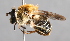  ( - CNC Diptera 229479)  @14 [ ] CreativeCommons - Attribution Non-Commercial Share-Alike (2014) Jeffrey H. Skevington Agriculture and Agri-Food Canada