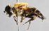 (Eristalis rossica - CNC Diptera 229651)  @14 [ ] CreativeCommons - Attribution Non-Commercial Share-Alike (2014) Jeffrey H. Skevington Agriculture and Agri-Food Canada