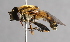  ( - CNC Diptera 229655)  @14 [ ] CreativeCommons - Attribution Non-Commercial Share-Alike (2014) Jeffrey H. Skevington Agriculture and Agri-Food Canada